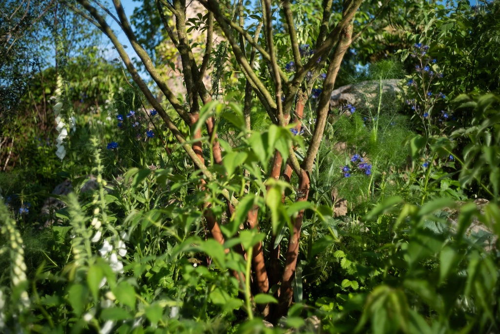 Chelsea garden view