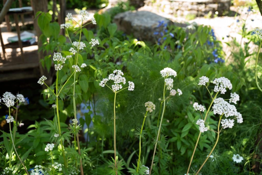 Sustainable garden practices